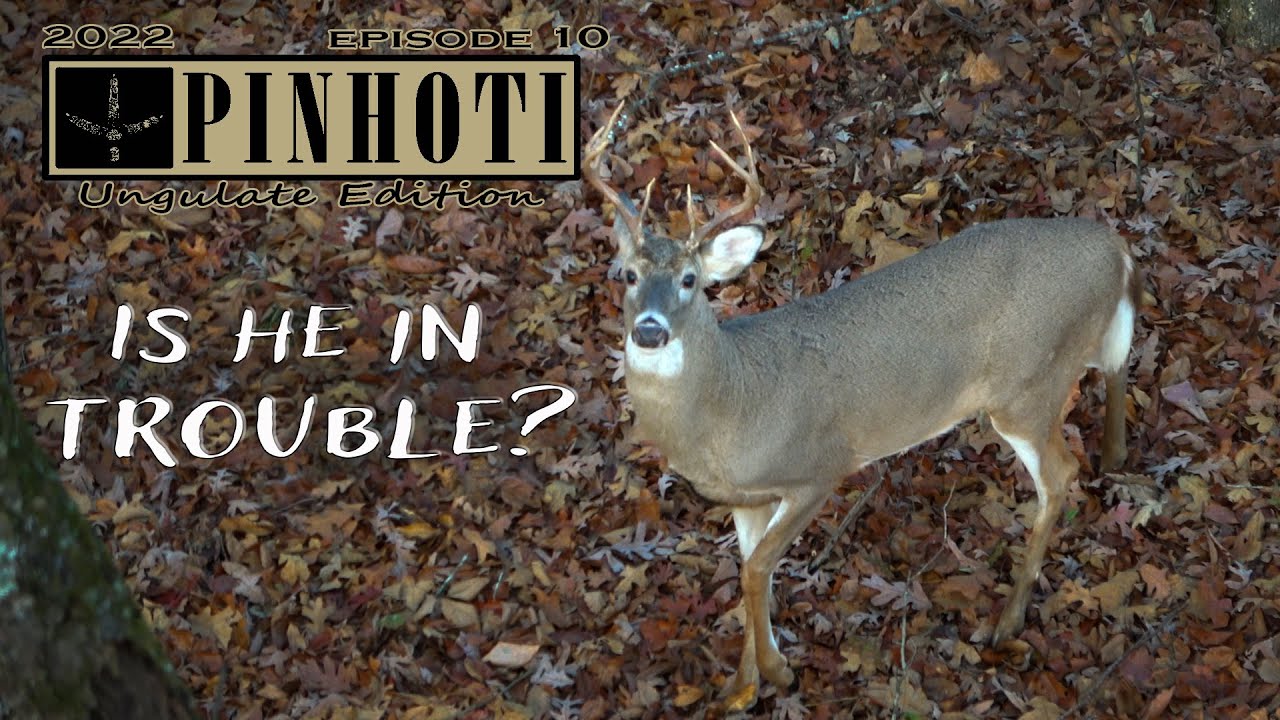 NOVEMBER BOWHUNTING | BUCKS on the MOVE | KENTUCKY PUBLIC LAND - UNGULATE EDITION 2022
