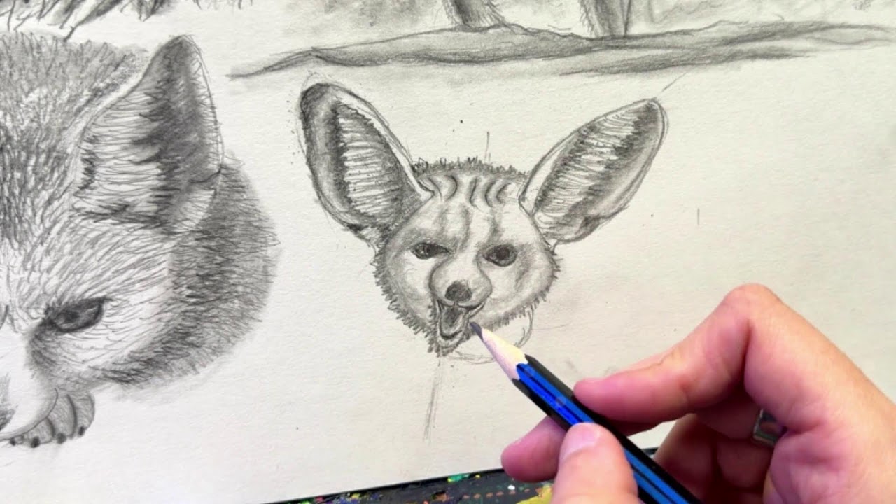 Sketching a Fennec Fox Pt 5 - Practice Drawing Live Stream