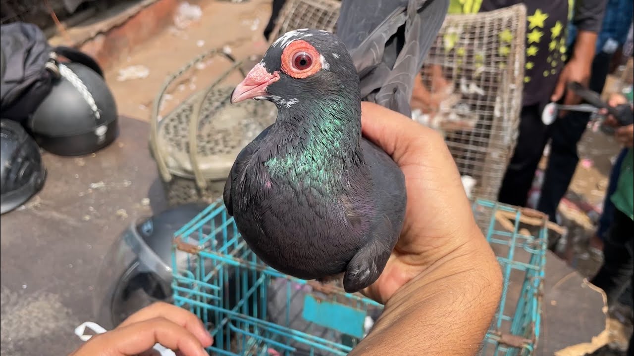 jama masjid kabootar market delhi 15/09/2024 kabutar market Delhi white pigeons
