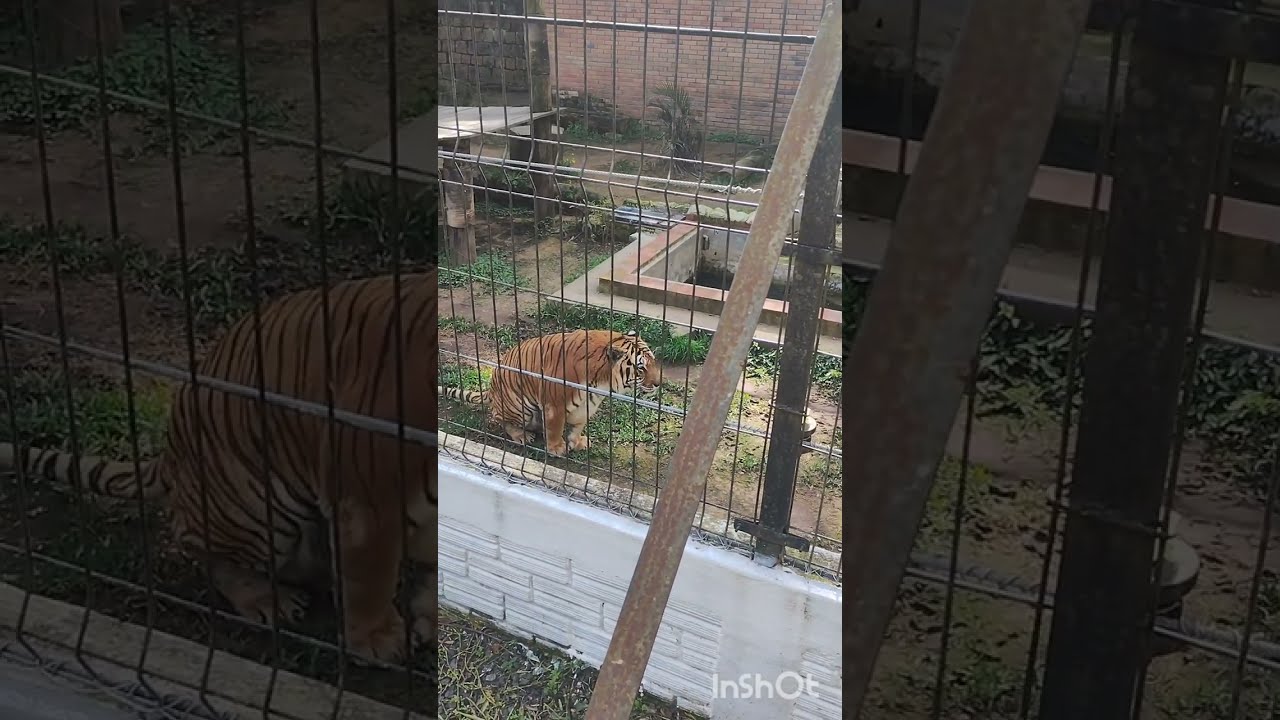 OLHA ESSE TIGRE ENORME, O MAIOR FELINO DO PLANETA, O FELINO MAIS BONITO