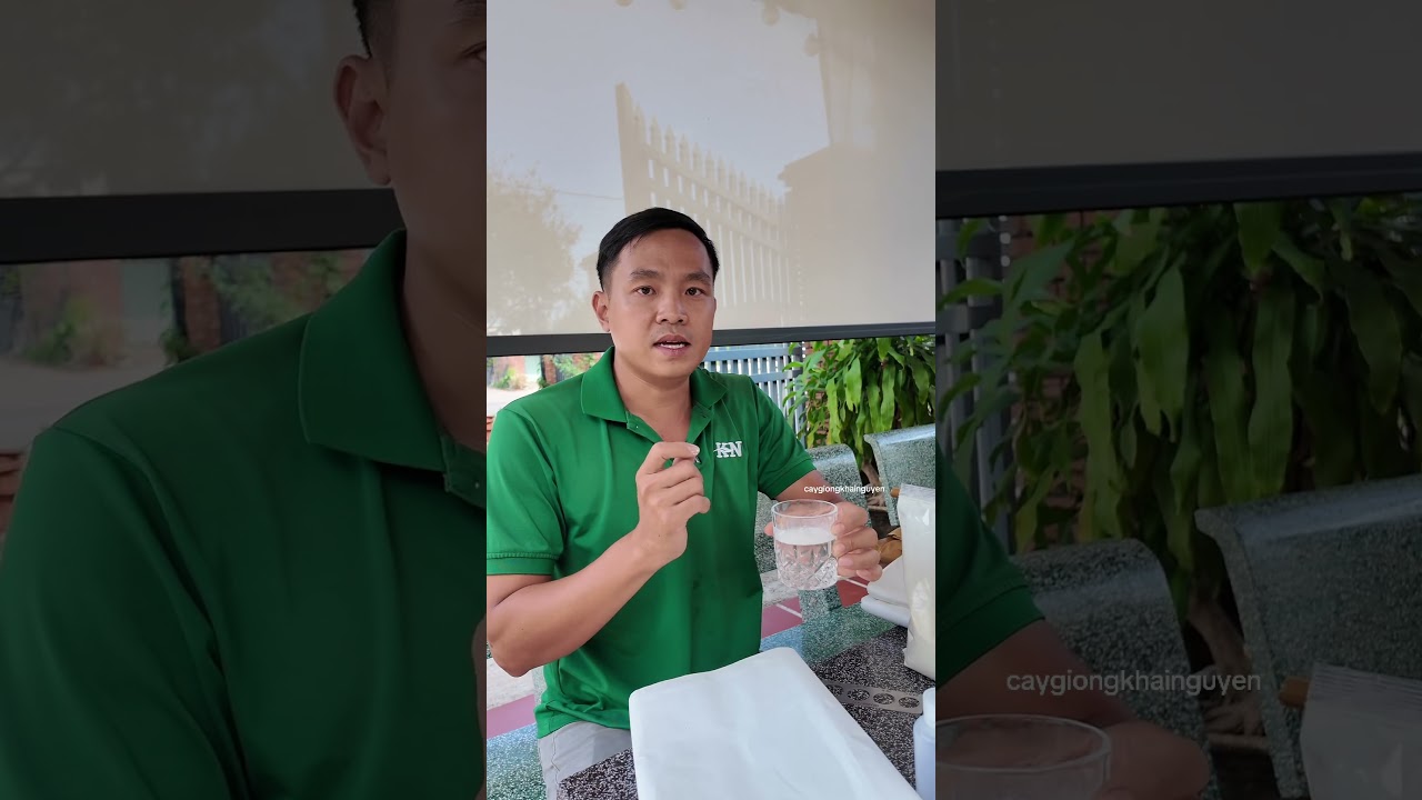 Phấn hoa ch&agrave; l&agrave; & vật tư ch&agrave; l&agrave; #caychala #ch&agrave;_l&agrave;_m&ocirc; #giống_ch&agrave;_l&agrave;