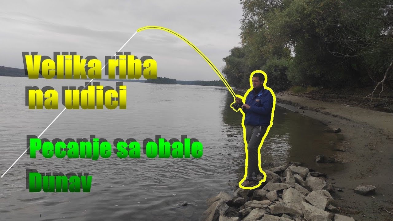 Velika riba na udici , Pecanje smudja na Dunavu #pecanje  #varalicarenje #smudj