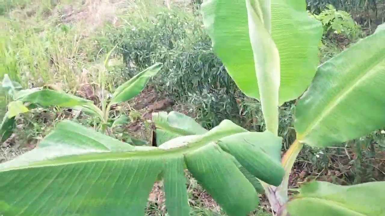 Budidaya pisang ambon warangan di dekat batu super besar 