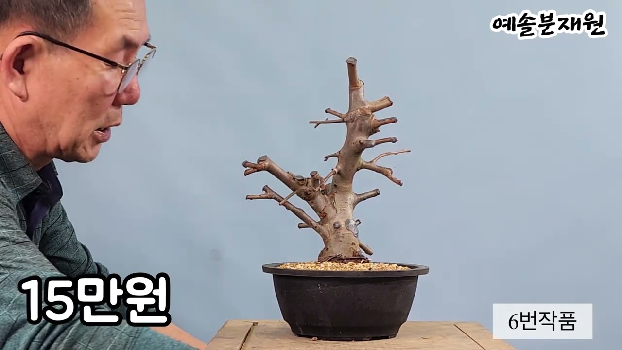 분재쇼핑-수사해당 일품소재 예약 판매