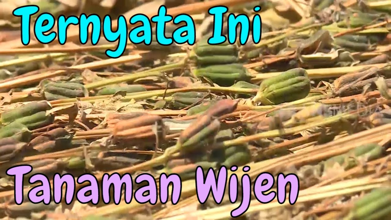 SERING KALIAN MAKAN, TERNYATA BEGINI PROSES PANEN BIJI WIJEN | SI UNYIL (05/02/20) PART 5