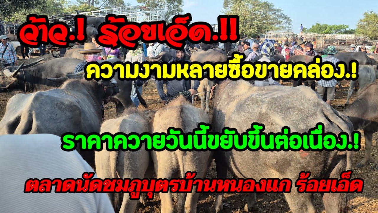 ราคาควายวันนี้ เปิดราคาควายล่าสุดวันนี้สำรวจราคาควายตลาดนัด#เปิดราคาควายน่าซื้อ#ซื้อขายควายน่าเลี้ยง