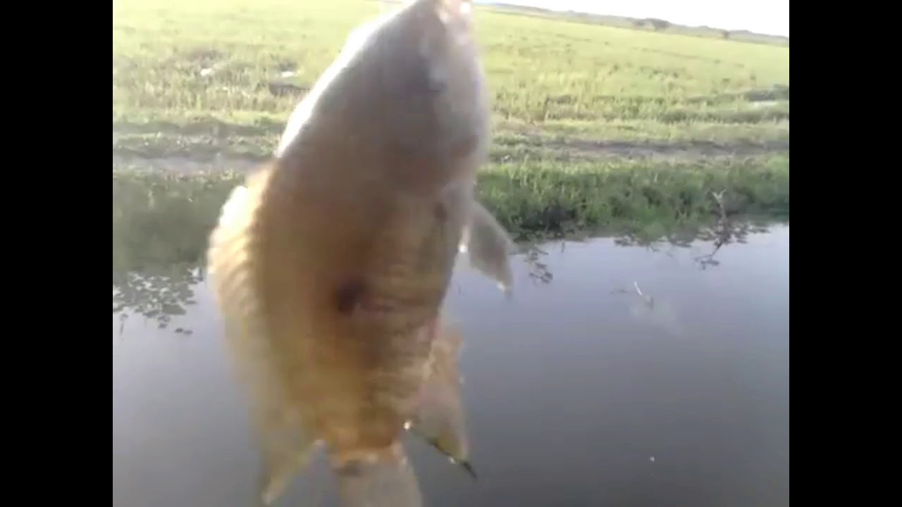 Pescaria no valão de arroz