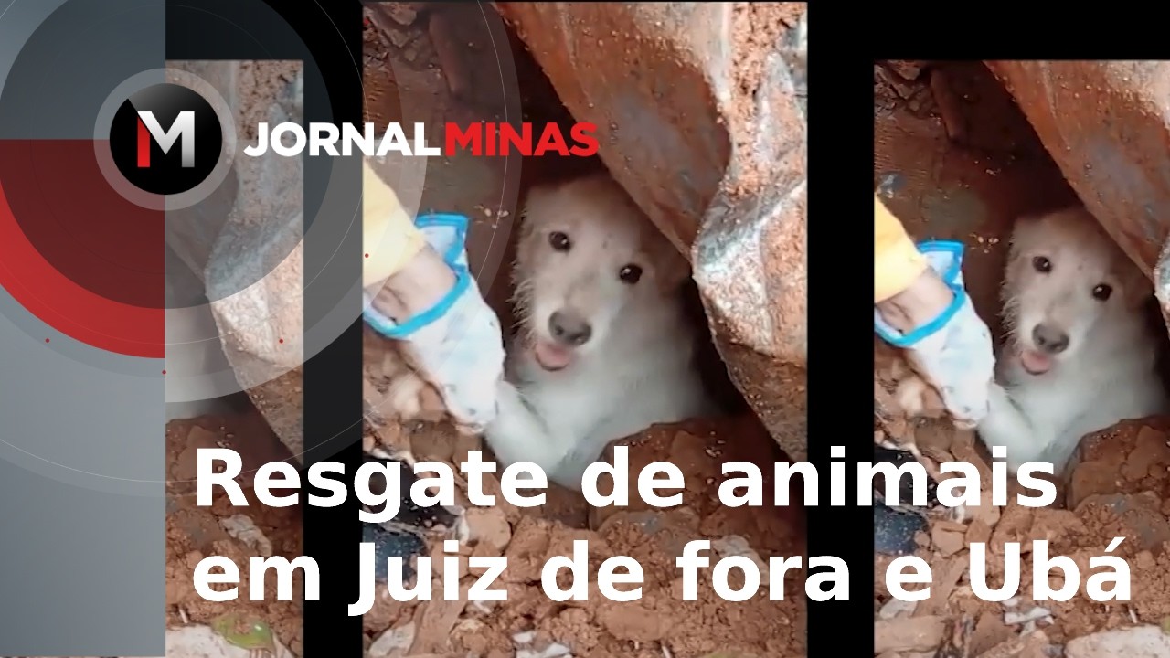 Resgate de animais em Juiz de Fora e Ubá - Jornal Minas