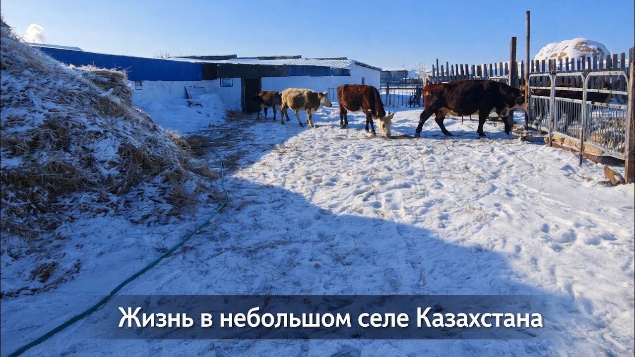 Морозы внесли свои планы. Хозяйство, булочки и неудачный водный тренд 🤭. 