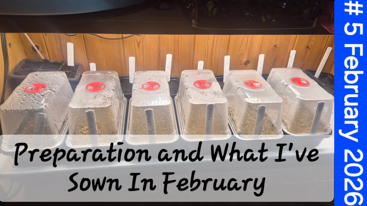 #5 February 2026 - Preparation and what I've sown in February.