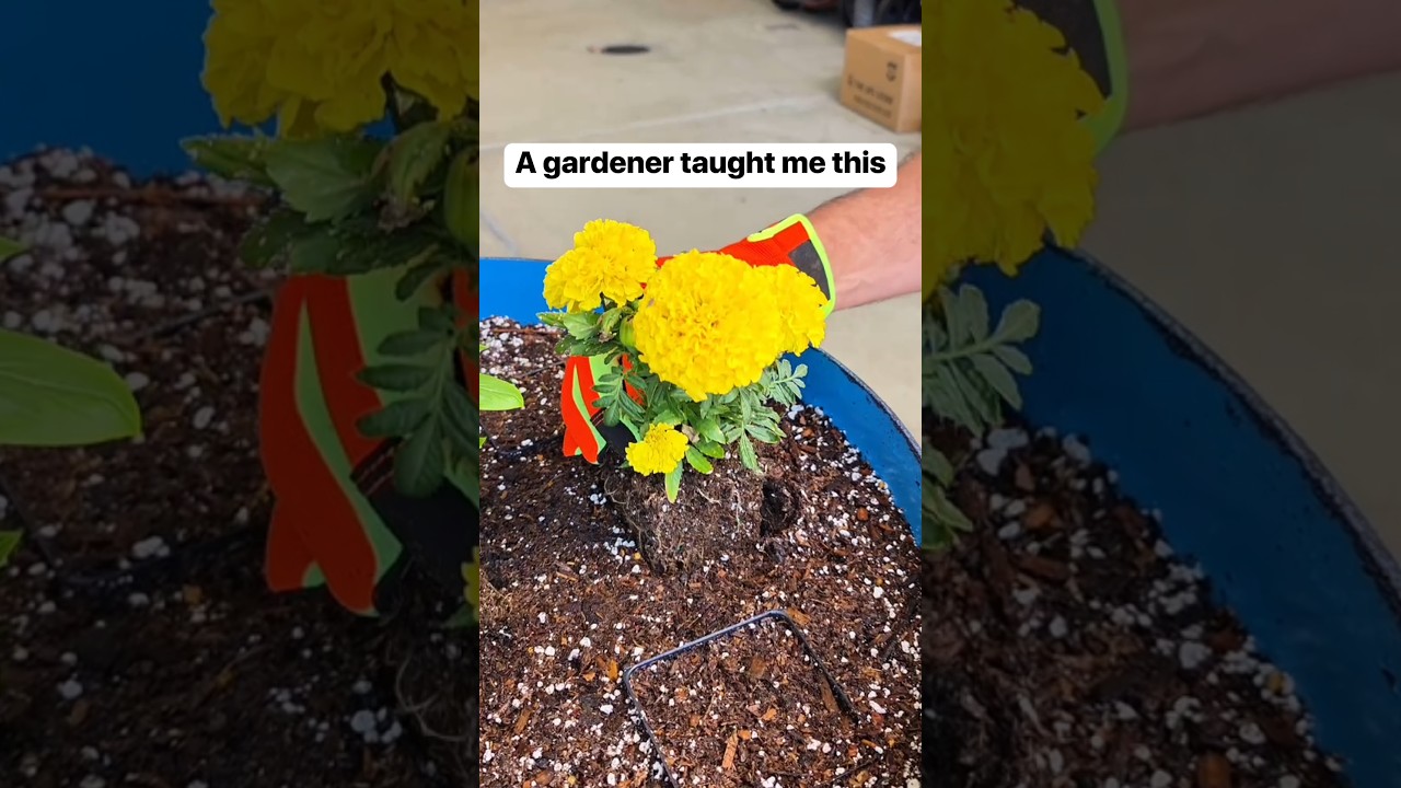 Gardening Tips I Wish I Knew Sooner 🌱