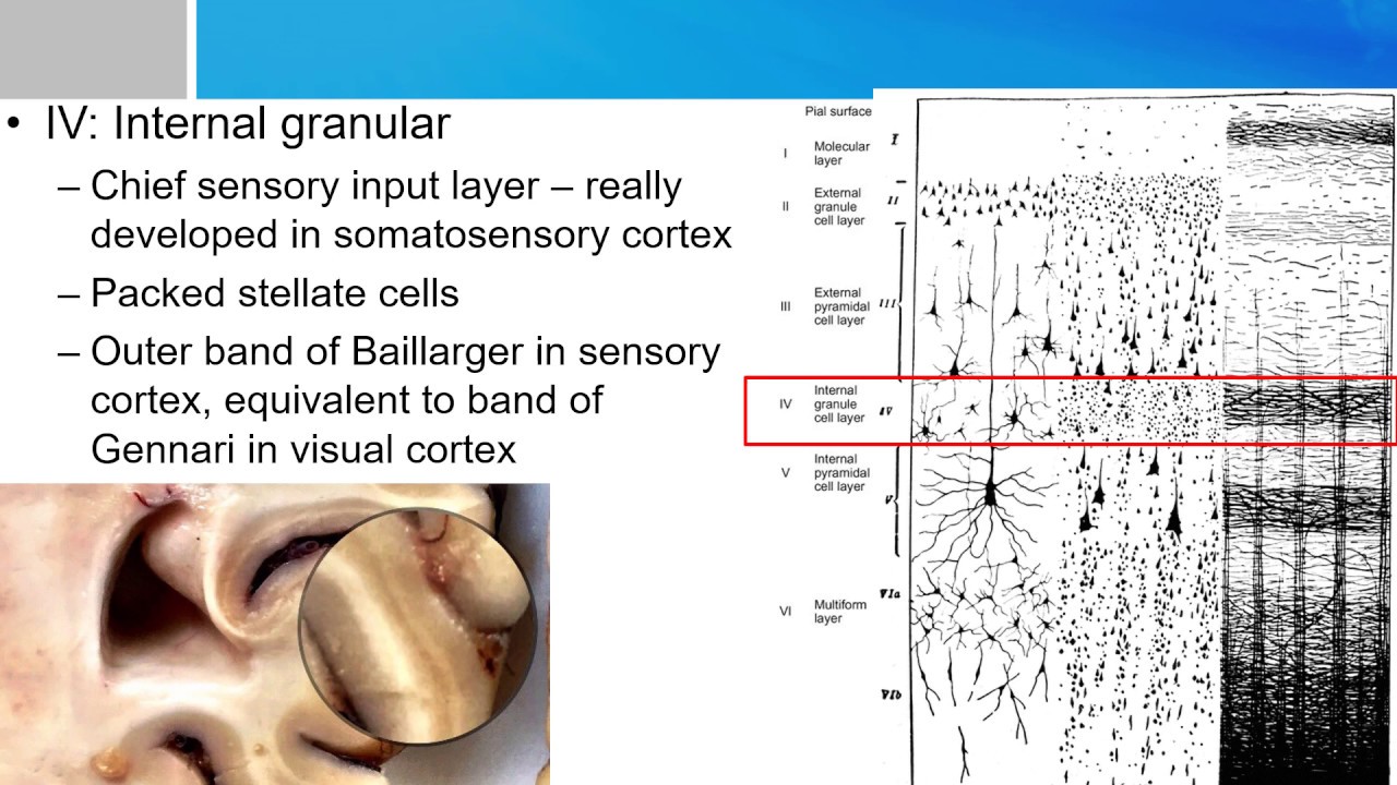 Neurosurgery written board crash course - Neocortical layers