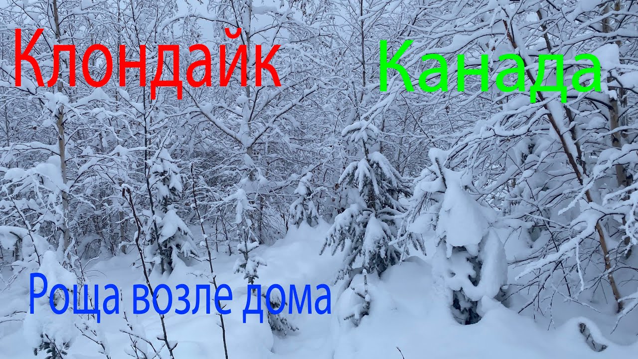 Клондайк, возле дома, наша роща😁