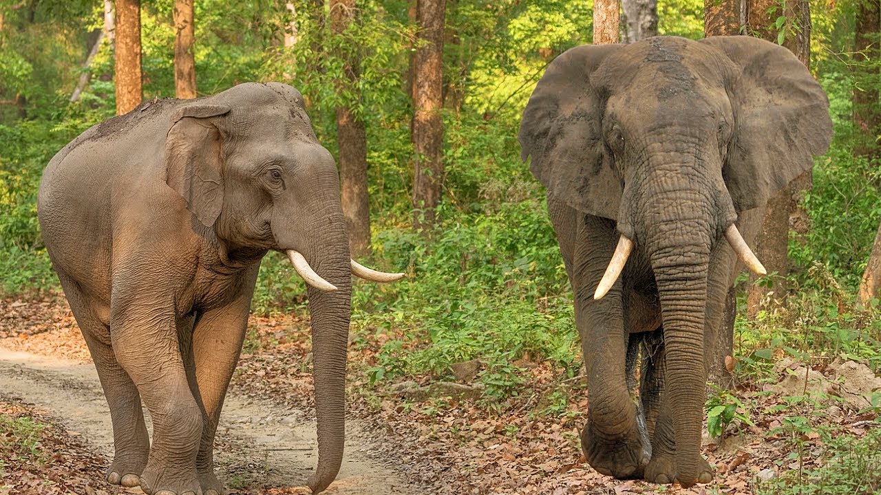 Differences Between African Elephant vs Asian Elephant  | Wildlife Video