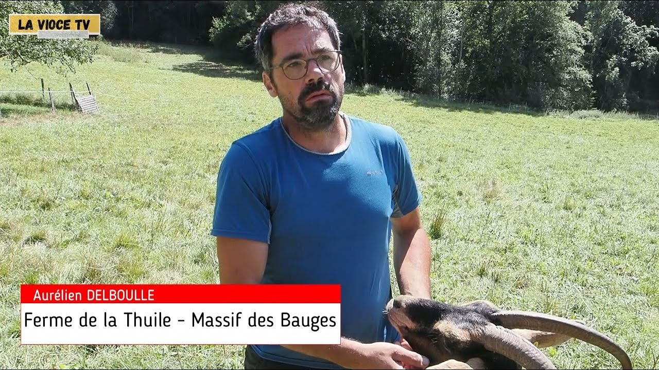 La Ferme de la Thuile, agro-pastoralisme en Bauges. Loup, FCO…