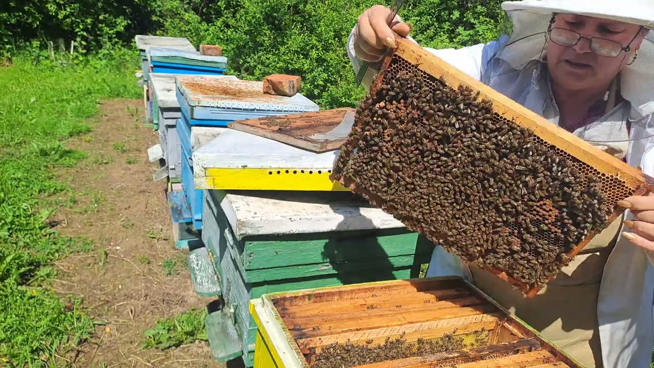 Albine,  hrănesc cu sirop  și botci nu sunt  .