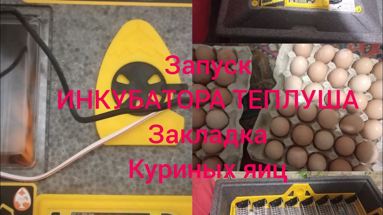 Запуск инкубатора Теплуша с автоматическим переворотом