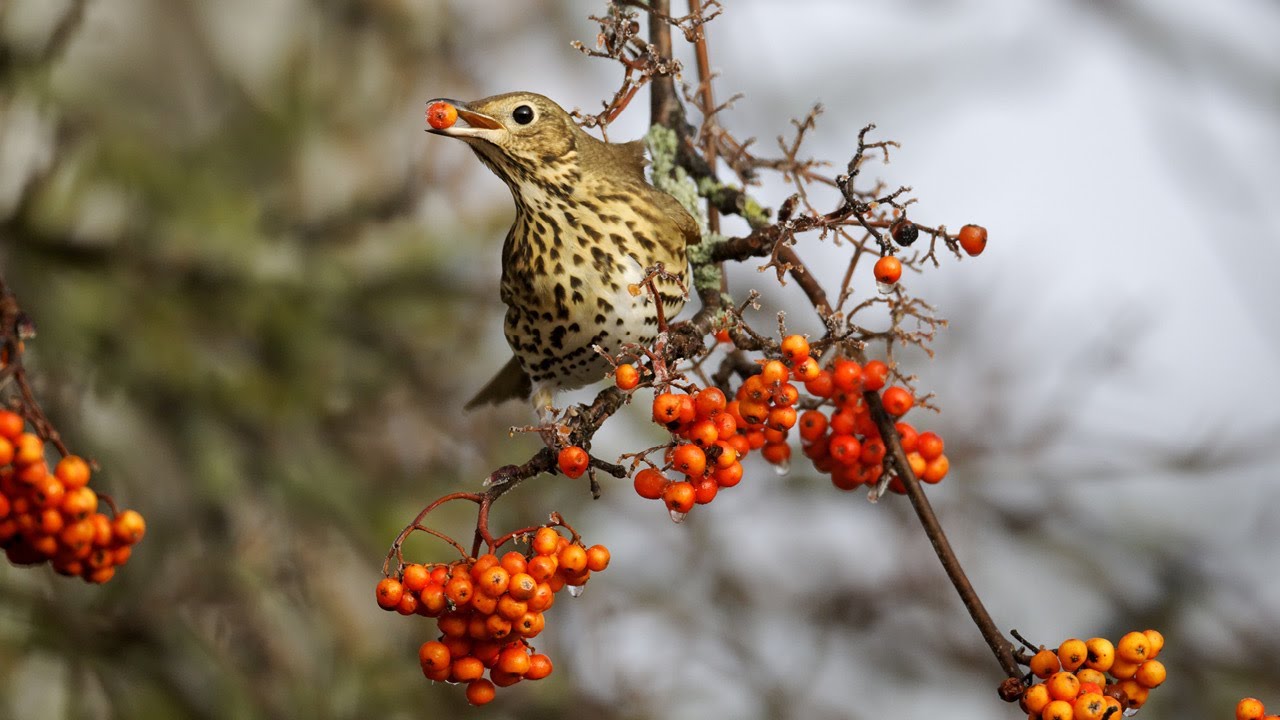 PLANTER POUR LES OISEAUX
