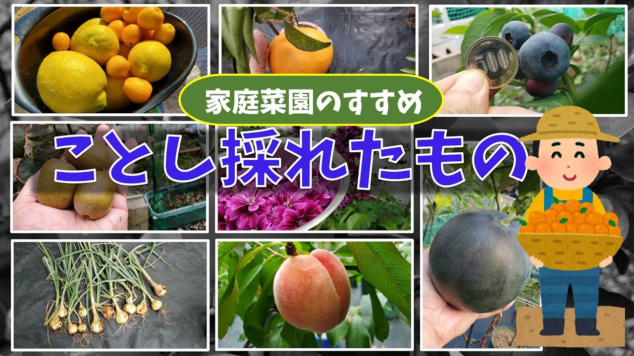 果樹栽培：2025・採れたもの　総集編