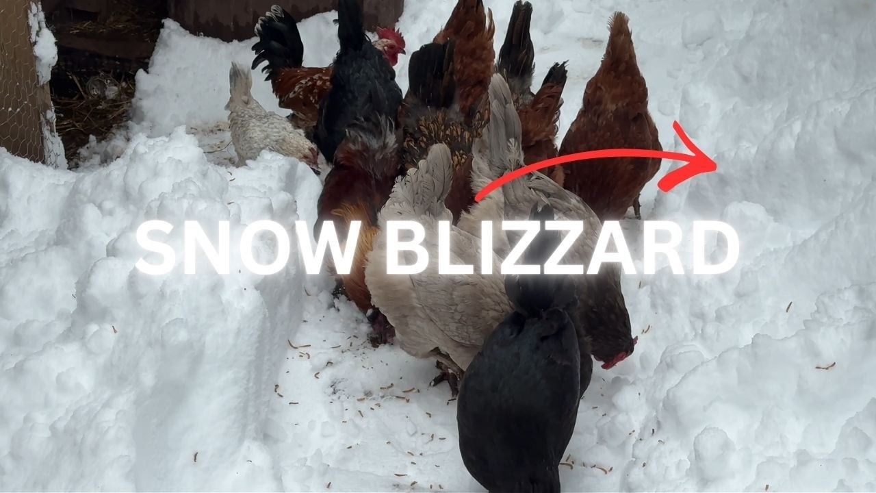 Snow Blizzard vs. Chickens | Lesya's Farm Ep. 12 ❄️