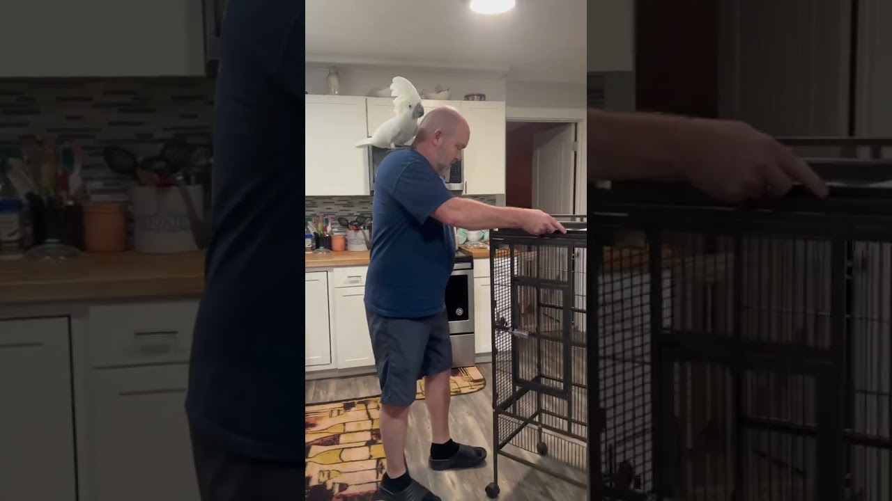 Сборка и обзор клетки для птиц Vivohome диаметром 72 дюйма. С помощью Busters! @vivohome