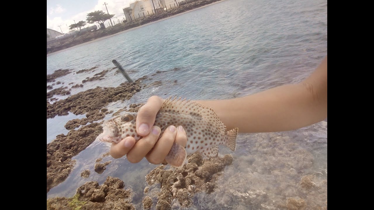 Pescaria de peixes e mariscos,  catch and cook
