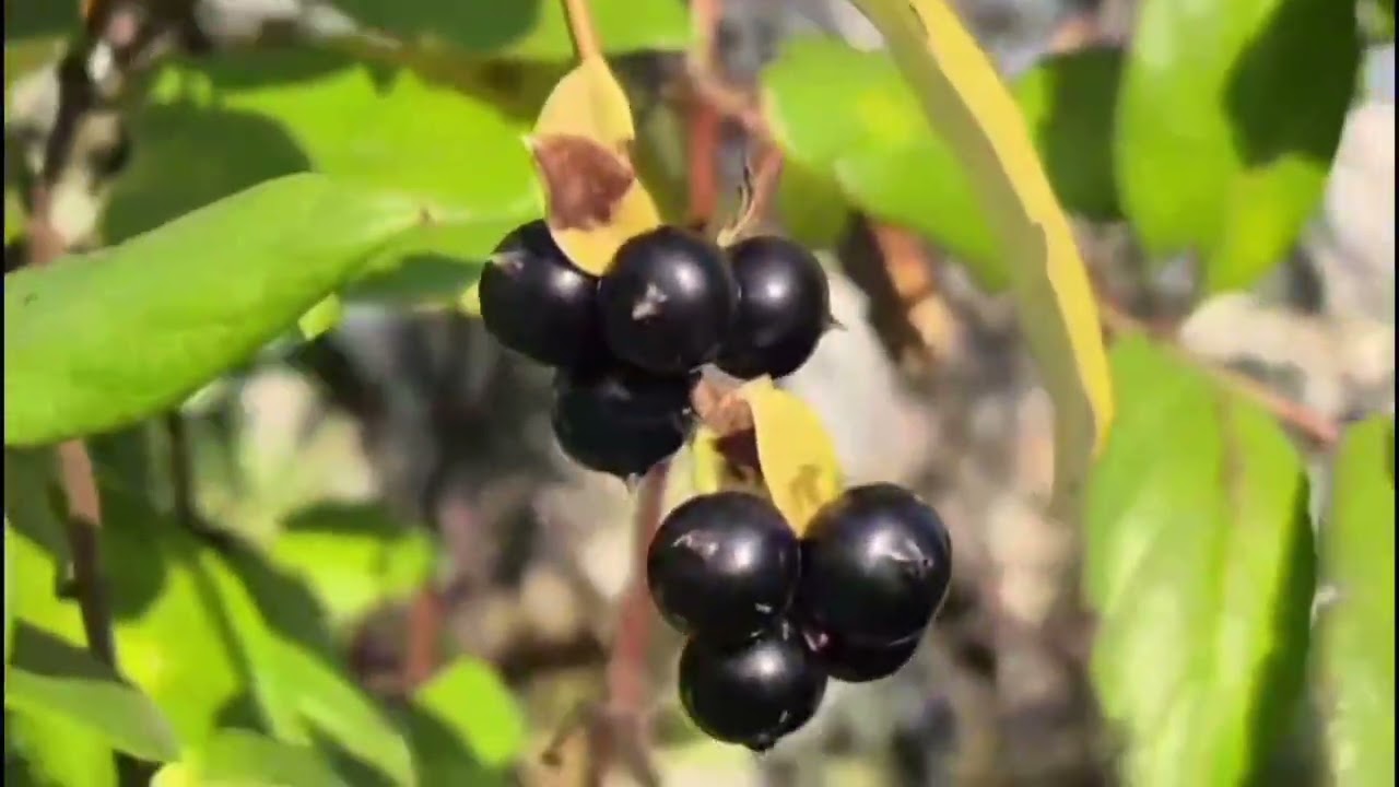 꽃에서 열매까지 | 두란타, 인동덩굴, 무궁화 | 여름꽃 이야기(더보기에 설명있어요)