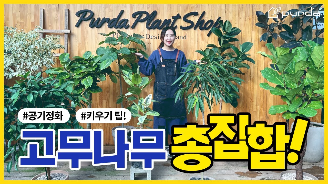 고무나무 8종 총 집합! 고무나무 키우는 방법과 주의사항 - 인도, 뱅갈, 떡갈, 벤자민, 알리, 멜라니, 쉬즈베리아나, 휘커스!