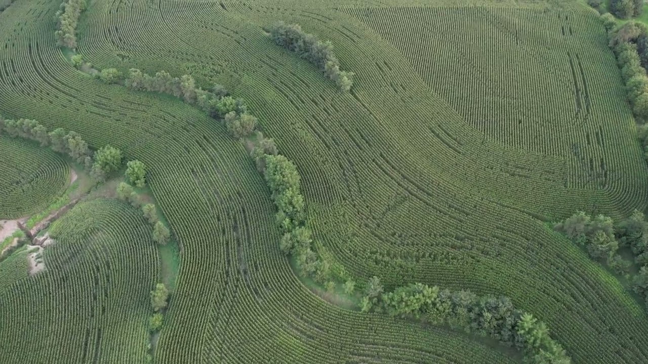 Stunning 4K Drone Footage: Aerial Views Over Vast Corn Fields | Relaxing Rural Landscape