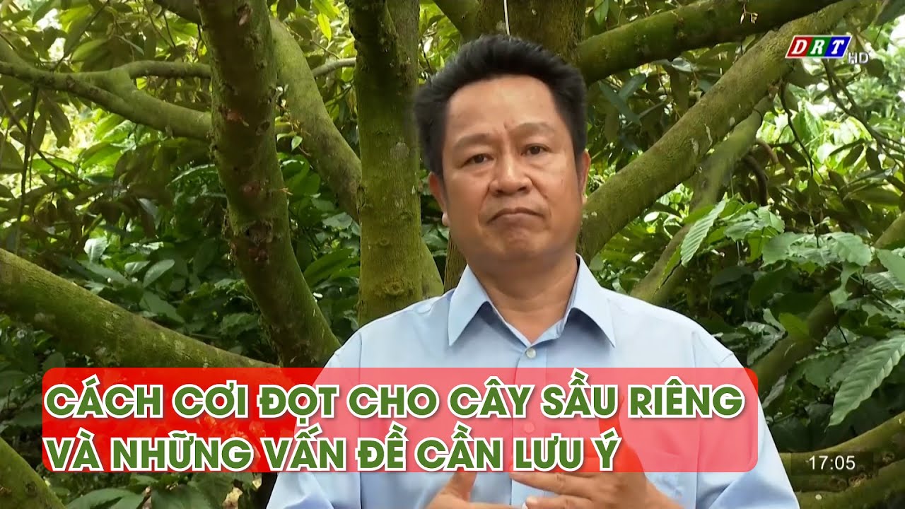 Hướng dẫn cách cơi đọt cho cây sầu riêng | Kỹ Thuật Nhà Nông