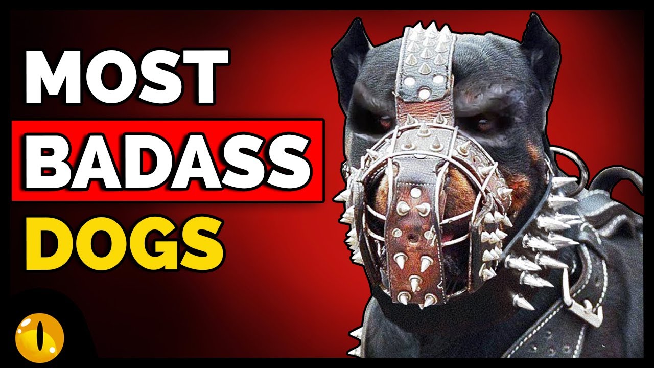 TOP 10 MOST BADASS DOG BREEDS