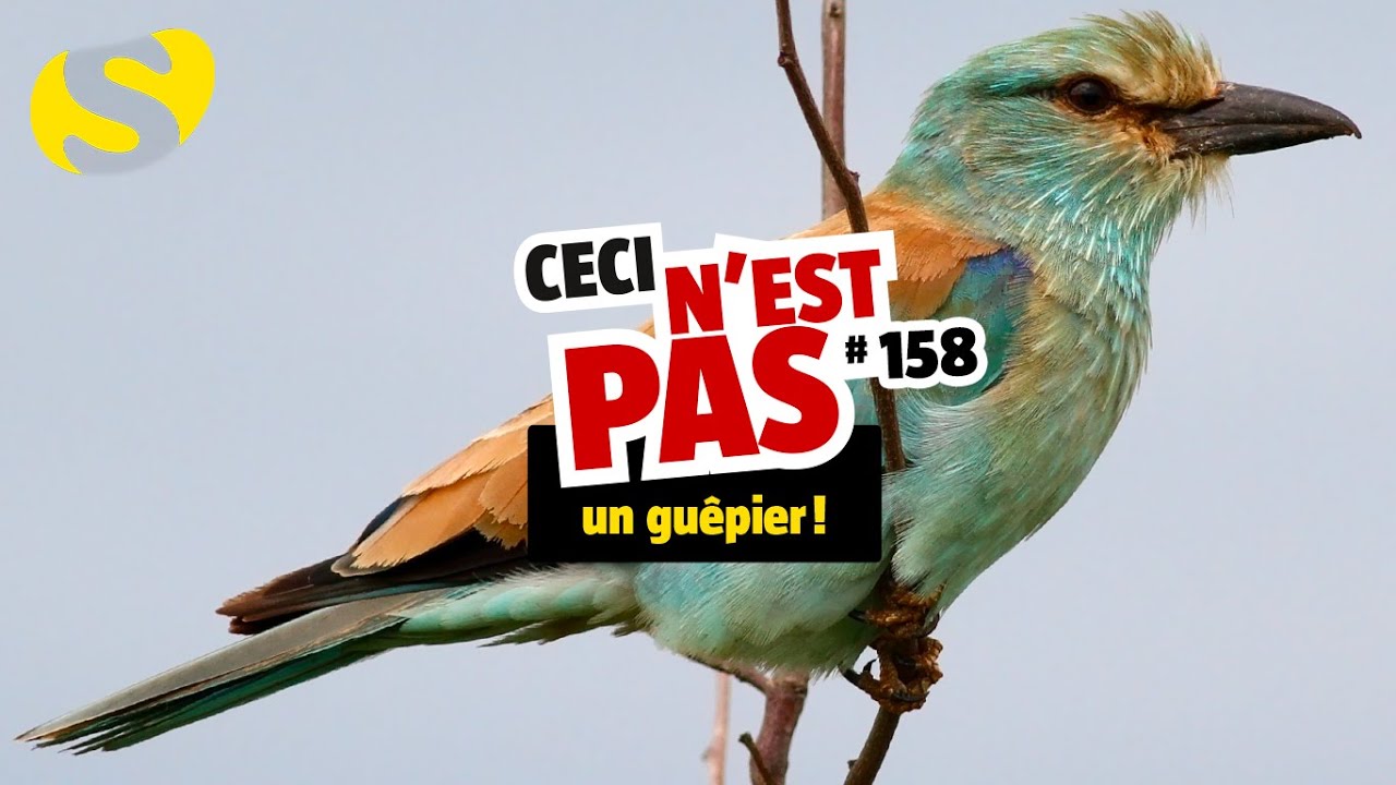 Ceci n'est pas un guêpier (#158)