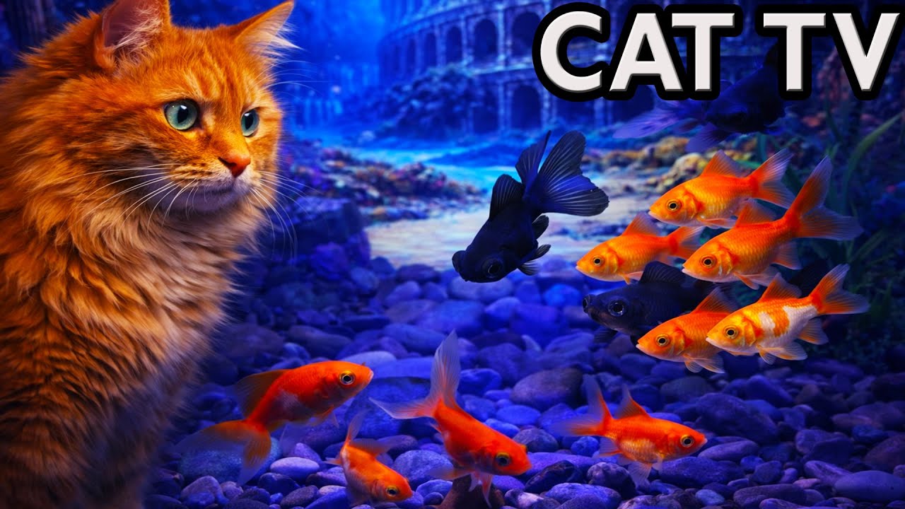 LIVE Cat TV Aquarium 🌙 Night Fish Tank for Cats to Watch – Sleep Screen (4K, No Music)