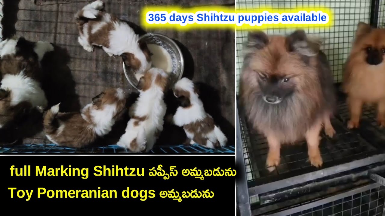 top quality Shihtzu,Toy Pomeranian dogs for sale in telugu/ 91825 08349 /aj pets