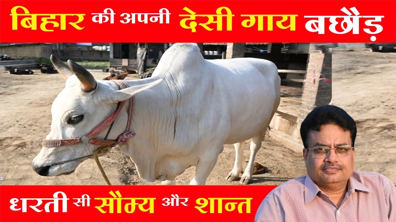 बछौड़ गाय.. मतलब शुद्ध और गुणकारी दूध-घी