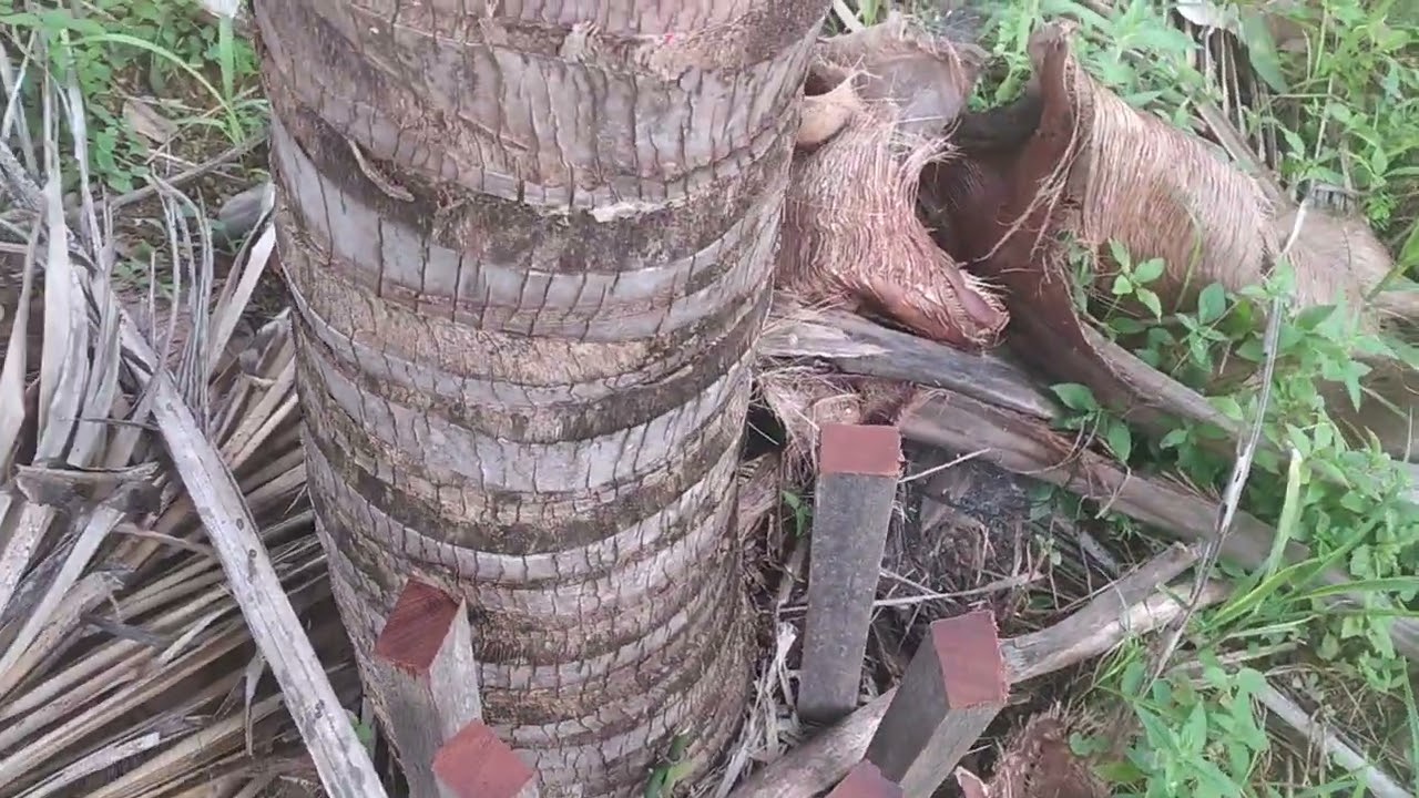 Cultivo de Baunilhas (Vanilla Spp)