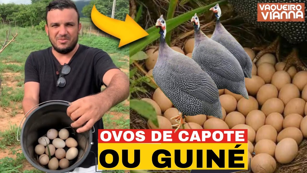 JÚNIOR VIANNA: ENCONTRA UMA NIADA DE OVOS DE CAPOTE | NA FAZENDA 