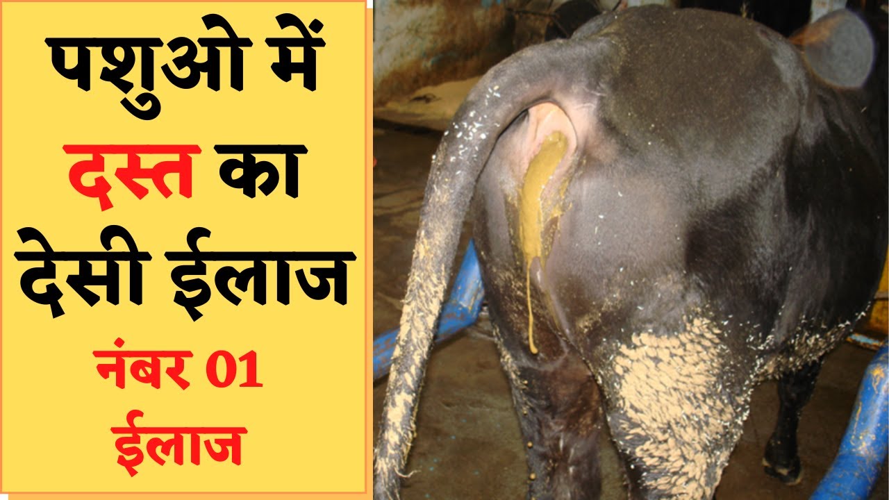 पशुओ में दस्त का रामबाण देसी ईलाज / Diarrhea Homemade Treatment @farmeradvisor