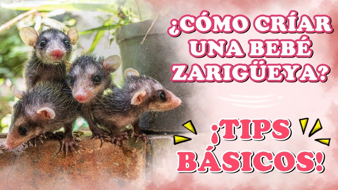 👌TIPS BÁSICOS PARA CRIAR BEBÉS ZARIGÜEYAS | ABRIL MARA