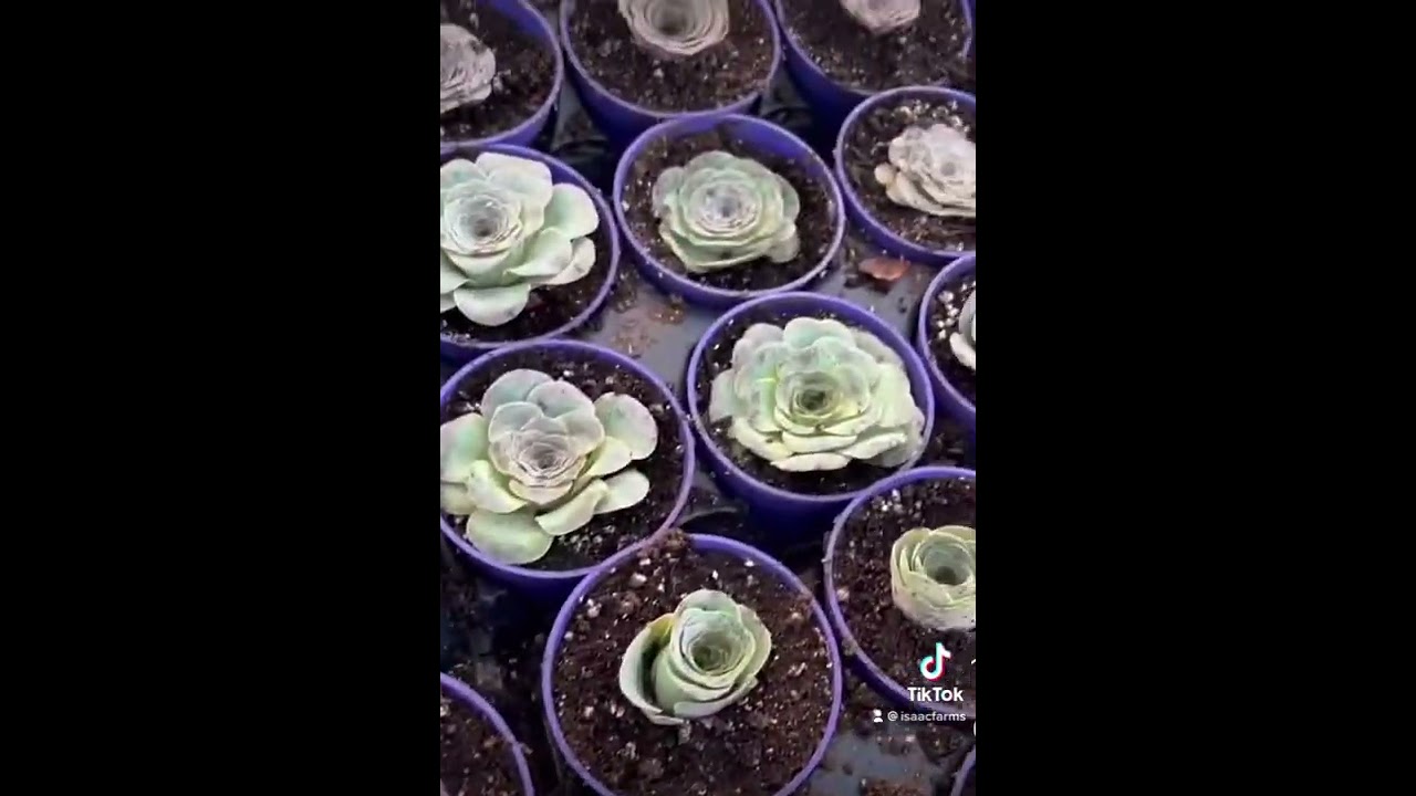 Planting our Greenovia Mountain Roses - A rare succulent