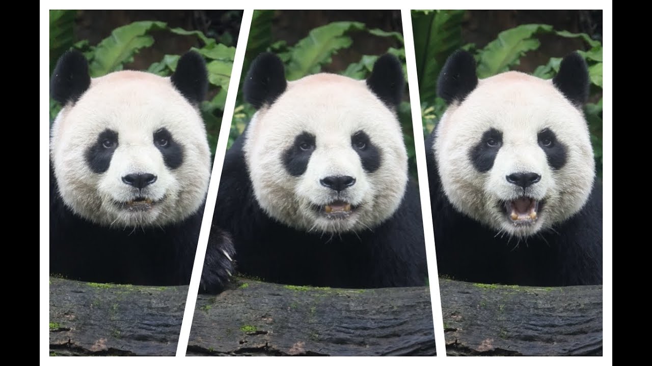 20260203 留兩蘿蔔想回家 圓圓吃飽就上架(早餐) Giant Panda Yuan Yuan