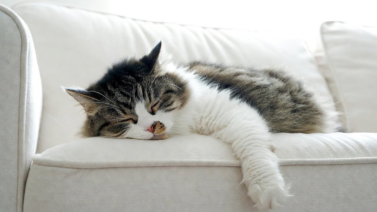 Calming Music for Cats - Relaxation, Deep Sleep, Stress Relief, Peaceful Piano Music | Season 18