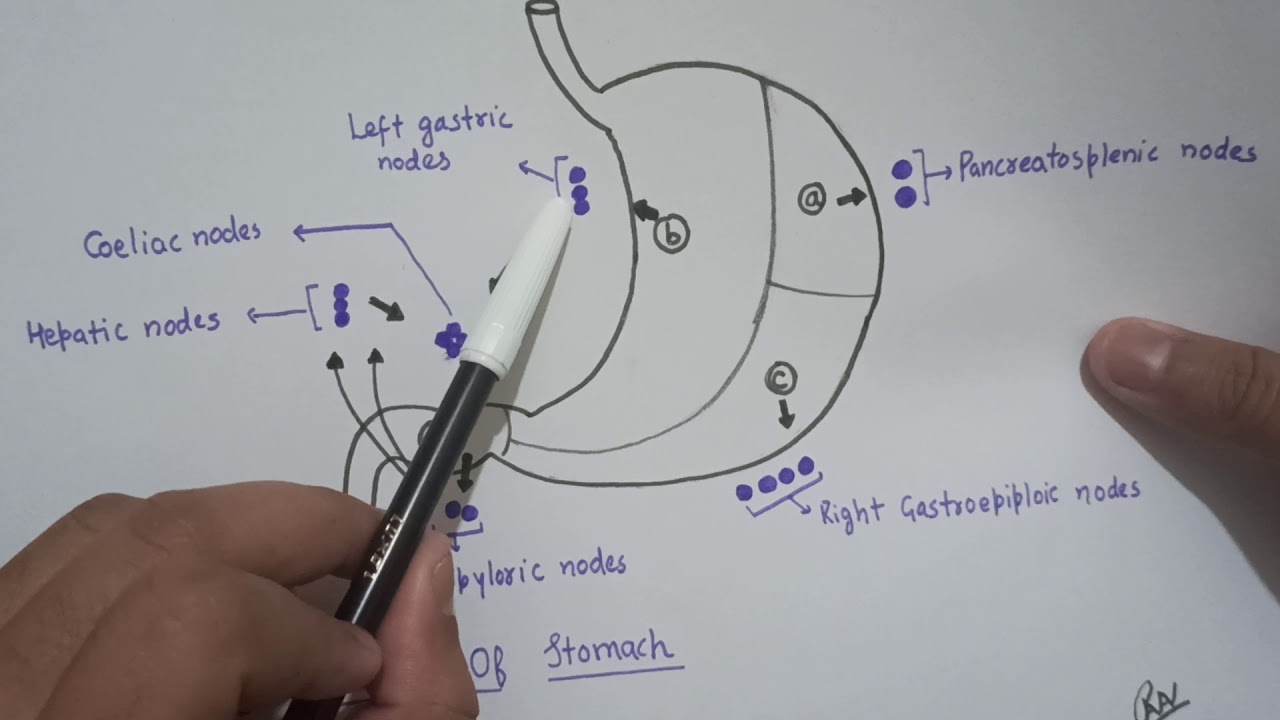 Stomach ( Lymphatic Drainage )