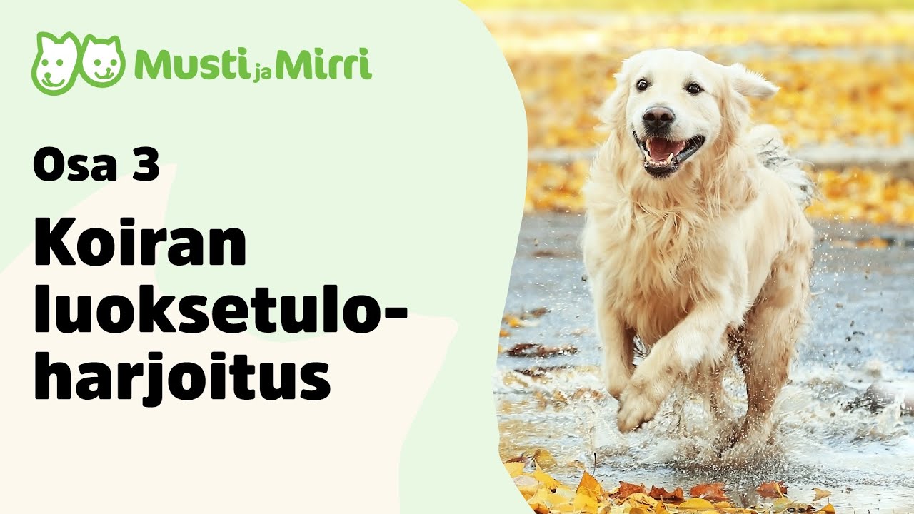 Koiran luoksetuloharjoitus, osa 3
