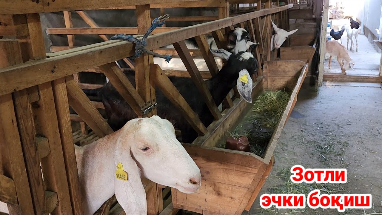Уйда Эчки боқиш мана бундай бупти ! Зотли эчкилар