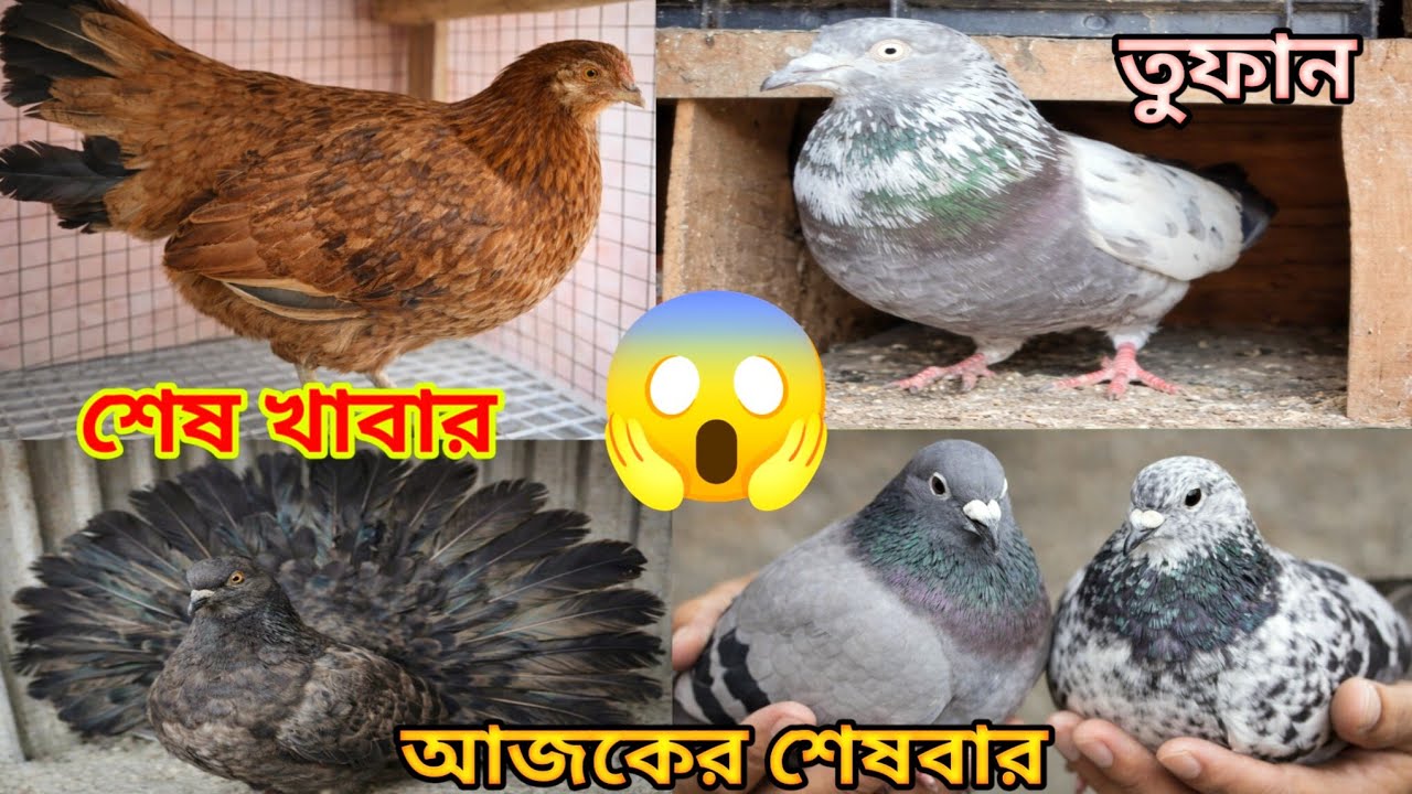 আজকের শেষবারের খাবার দিলাম পায়রাদের 🕊️ মুরগিকে খেতে দিলাম😱 | MyPigeonsKB