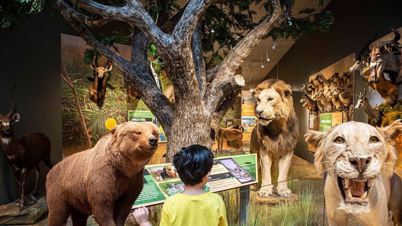ANIMAL MUSEUM!  Taxidermy Overload | Quick Field Trip | e147