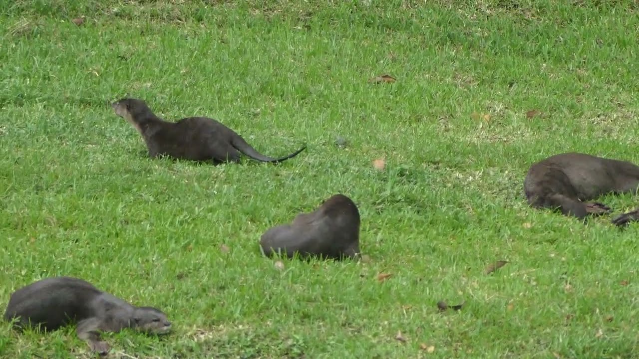 新加坡野生水獭 Smooth-coated Otter Family In Singapore_ On Land/In Water_ Wednesday_ 09 July 2025_ 10.06am
