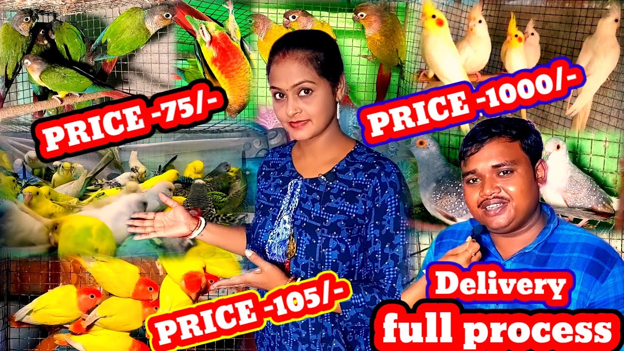 cheapest price bird's farming and delivery all over India🤗Cokatail Bird price & Conure Birds price