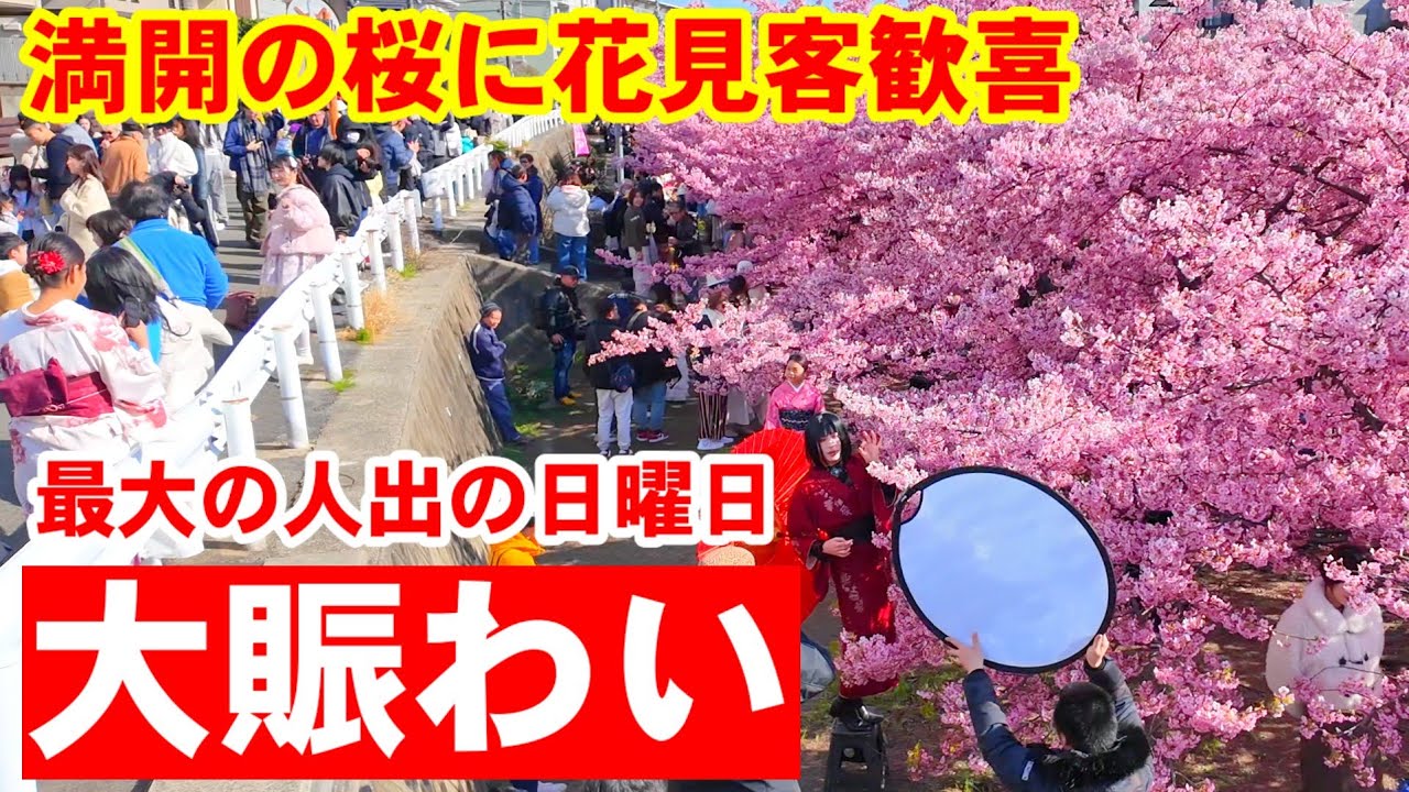 3/8(日)すごい賑わい！満開の桜に花見客歓喜 世界の旅人が訪れる淀水路の桜並木